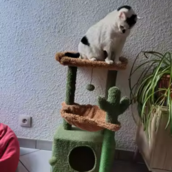 Arbre à chat vert et marron 80 cm – Design cactus – Kat & Doug