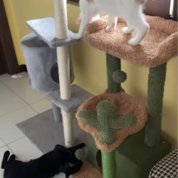 Arbre à chat vert et marron 80 cm – Design cactus – Kat & Doug